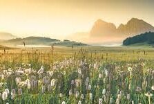 森林舞会登入-森林舞会，一场自然与科技的和谐乐章